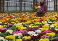 Российские цветоводы пожаловались на дешевый импорт