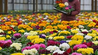 Российские цветоводы пожаловались на дешевый импорт
