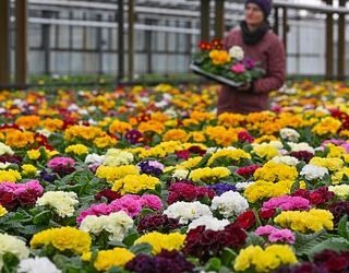 Российские цветоводы пожаловались на дешевый импорт
